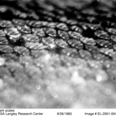 shark skin magnified 30 times
